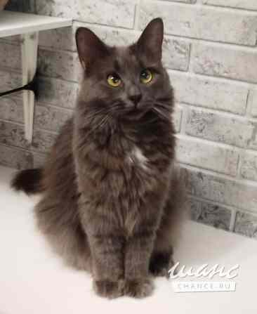 Ласкушка Мушка ищет дом Москва - изображение 8