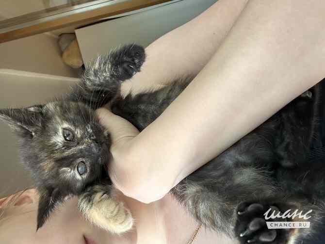 Котята в добрые руки Воронеж - изображение 8