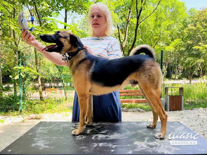 Большой друг котов и просто душевный пёс ищет дом Санкт-Петербург - изображение 2