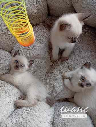 Продам тайского котенка Санкт-Петербург - изображение 3