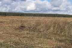 Земельный участок 3000 соток, Бутурлино садовое товарищество