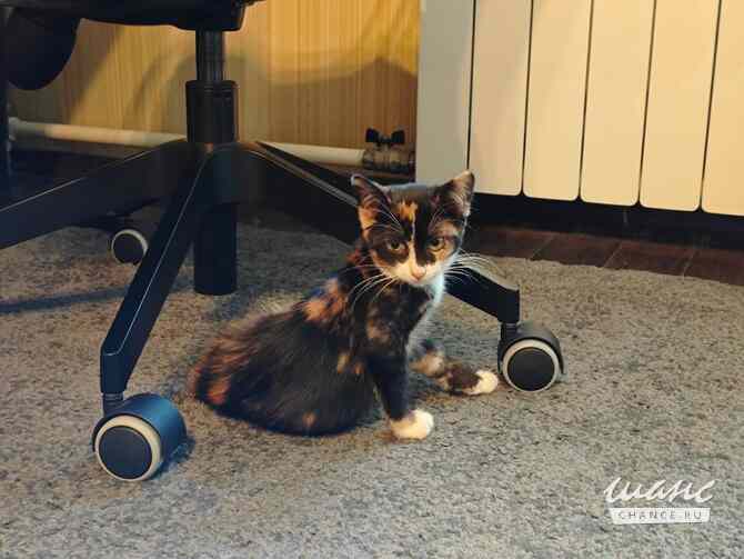 Котенок Морковка – в самые добрые руки Москва - изображение 3