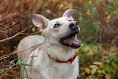 Собака Куколка — Лея — ищет дом