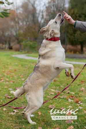Собака Куколка — Лея — ищет дом Санкт-Петербург - изображение 2