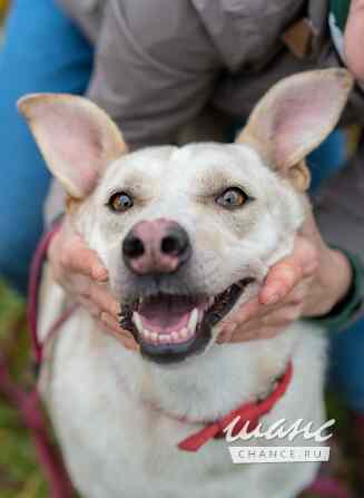 Собака Куколка — Лея — ищет дом Санкт-Петербург - изображение 5