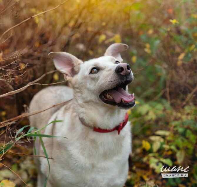 Собака Куколка — Лея — ищет дом Санкт-Петербург - изображение 1