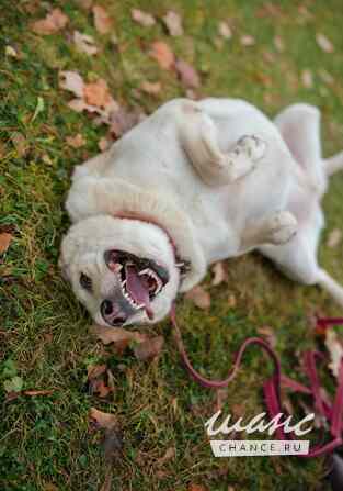 Собака Куколка — Лея — ищет дом Санкт-Петербург - изображение 3