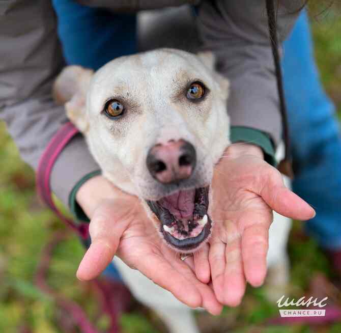 Собака Куколка — Лея — ищет дом Санкт-Петербург - изображение 4