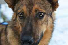 Дива ищет Дом