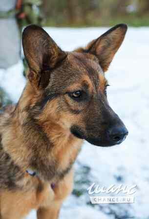 Дива ищет Дом Санкт-Петербург - изображение 3