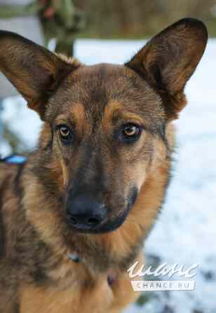 Дива ищет Дом Санкт-Петербург - изображение 1