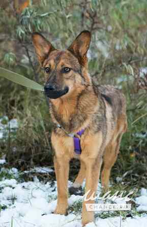 Дива ищет Дом Санкт-Петербург - изображение 4