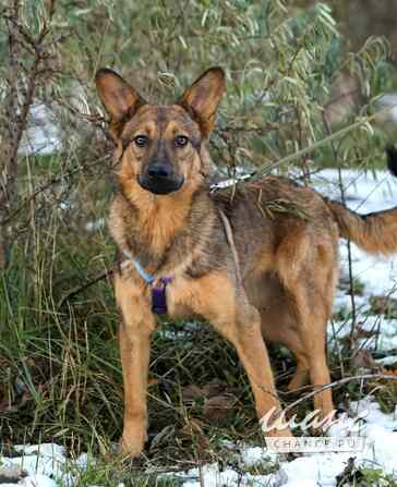 Дива ищет Дом Санкт-Петербург - изображение 2