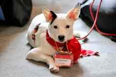 Красивая собачка ищет дом