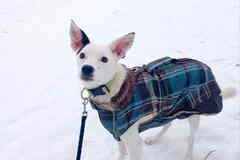 Красивая небольшая собачка ищет дом