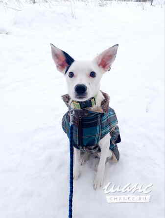 Красивая небольшая собачка ищет дом Санкт-Петербург - изображение 3