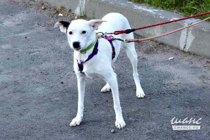 Красивая собачка ищет дом Санкт-Петербург - изображение 1