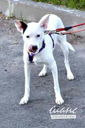 Красивая собачка ищет дом Санкт-Петербург - изображение 4