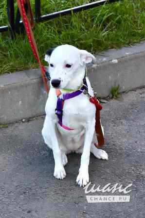 Красивая собачка ищет дом Санкт-Петербург - изображение 7