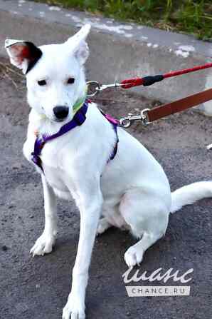 Красивая собачка ищет дом Санкт-Петербург - изображение 2