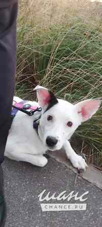 Красивая собачка ищет дом Санкт-Петербург - изображение 9