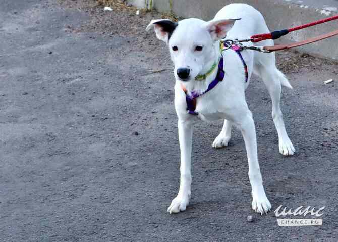 Красивая собачка ищет дом Санкт-Петербург - изображение 5