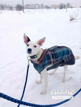 Красивая небольшая собачка ищет дом Санкт-Петербург - изображение 1