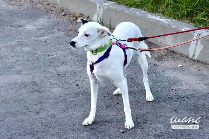 Красивая собачка ищет дом Санкт-Петербург - изображение 3