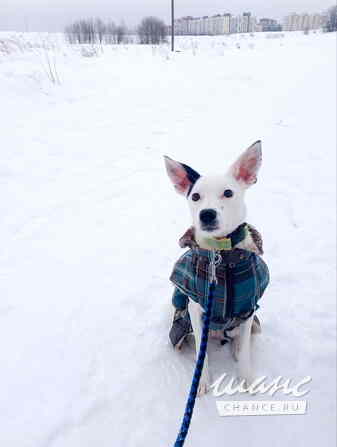 Красивая небольшая собачка ищет дом Санкт-Петербург - изображение 2