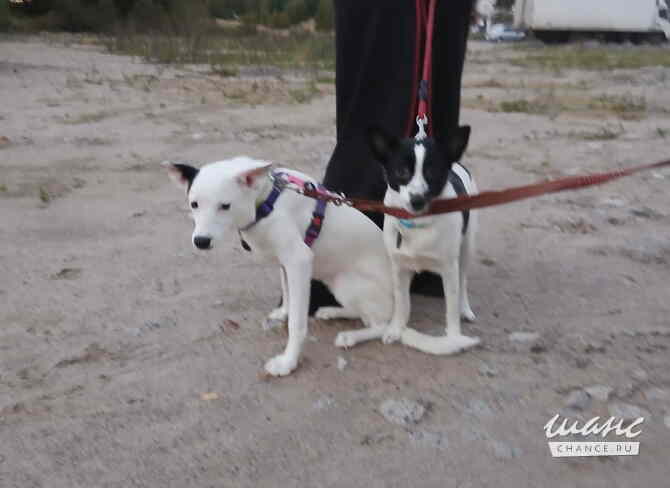 Красивая собачка ищет дом Санкт-Петербург - изображение 10
