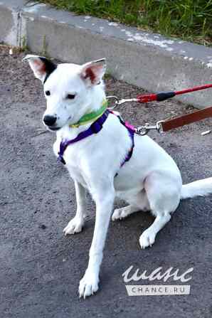 Красивая собачка ищет дом Санкт-Петербург - изображение 6