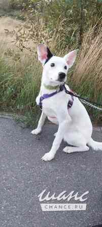 Красивая собачка ищет дом Санкт-Петербург - изображение 8