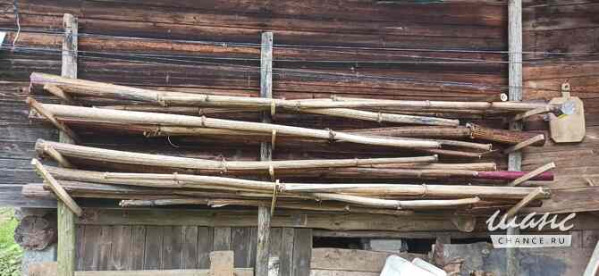 Борщевик гигантские стволы Санкт-Петербург - изображение 1