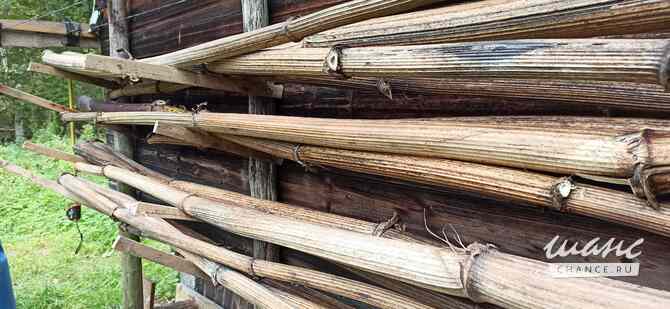 Борщевик гигантские стволы Санкт-Петербург - изображение 6