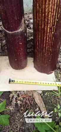 Борщевик гигантские стволы Санкт-Петербург - изображение 5