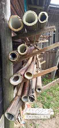 Борщевик гигантские стволы Санкт-Петербург - изображение 10