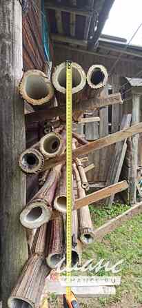 Борщевик гигантские стволы Санкт-Петербург - изображение 9