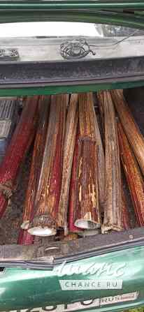 Борщевик гигантские стволы Санкт-Петербург - изображение 7