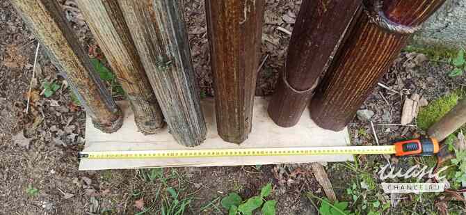 Борщевик гигантские стволы Санкт-Петербург - изображение 3