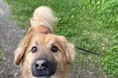 Отдам в добрые руки небольшого песика Тошу