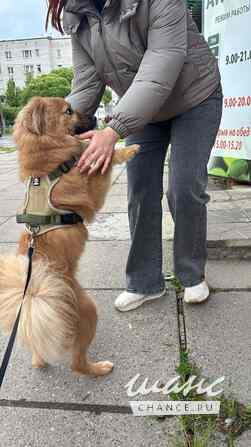 Отдам в добрые руки небольшого песика Тошу Санкт-Петербург - изображение 4