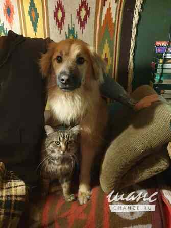 Отдам в добрые руки небольшого песика Тошу Санкт-Петербург - изображение 2