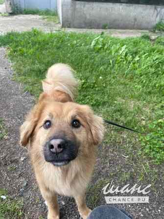 Отдам в добрые руки небольшого песика Тошу Санкт-Петербург - изображение 1