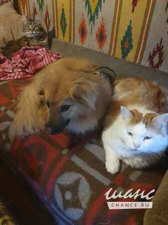 Отдам в добрые руки небольшого песика Тошу Санкт-Петербург - изображение 5