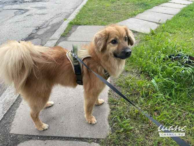 Отдам в добрые руки небольшого песика Тошу Санкт-Петербург - изображение 3