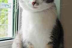 Невероятно красивая и добрая кошка Люми в хорошие руки