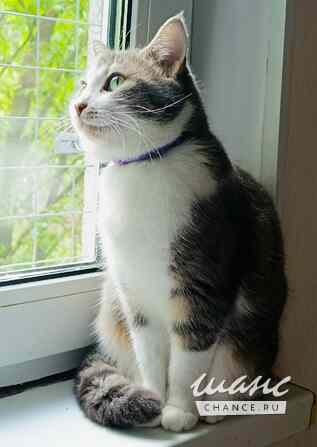 Невероятно красивая и добрая кошка Люми в хорошие руки Санкт-Петербург - изображение 3