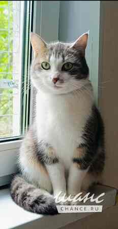 Невероятно красивая и добрая кошка Люми в хорошие руки Санкт-Петербург - изображение 1