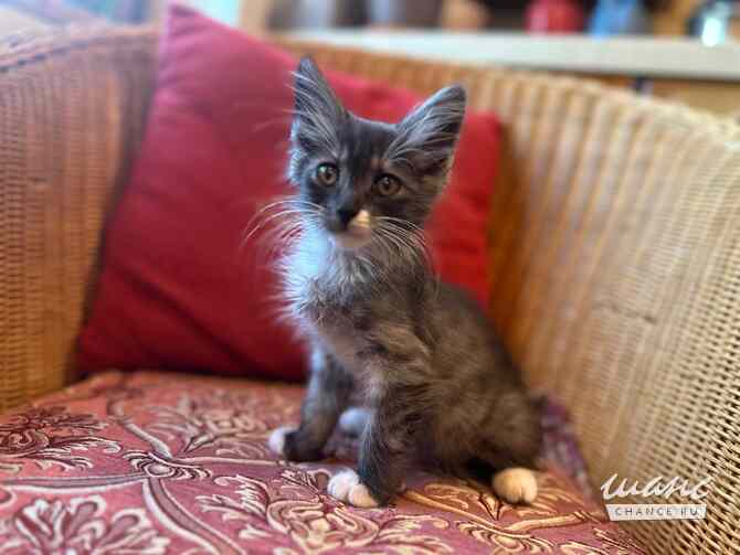 Котенок Граф - в добрые руки Москва - изображение 4