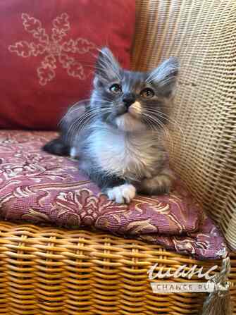 Котенок Граф - в добрые руки Москва - изображение 3